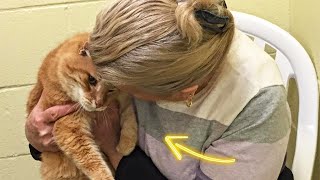 Woman Adopted Cat From Shelter And Next Day Unbelievable Happened!