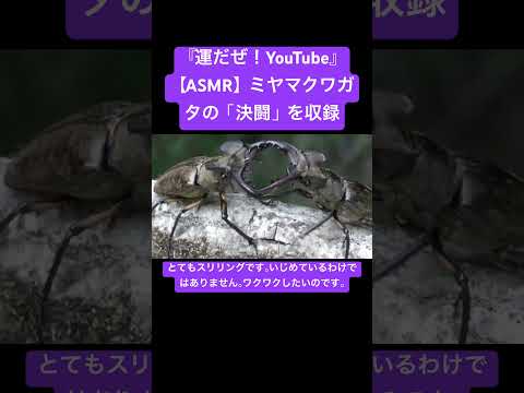 【ASMR】ミヤマクワガタの「決闘」を収録 #sdgs #クワガタ #insects #sound #昆虫 #bug #yt #battle #duel #fight #asmr #video