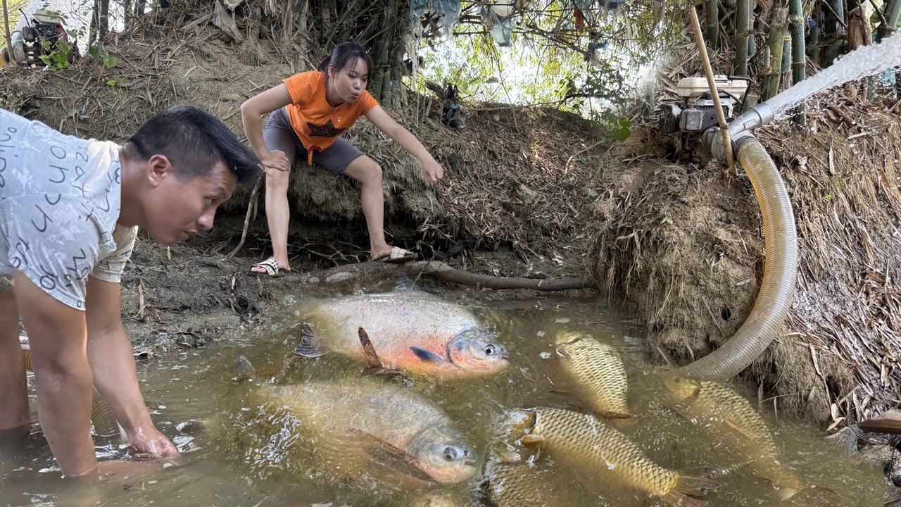 Top fishing video, harvesting fish - Cleverly use the pump to suck ...