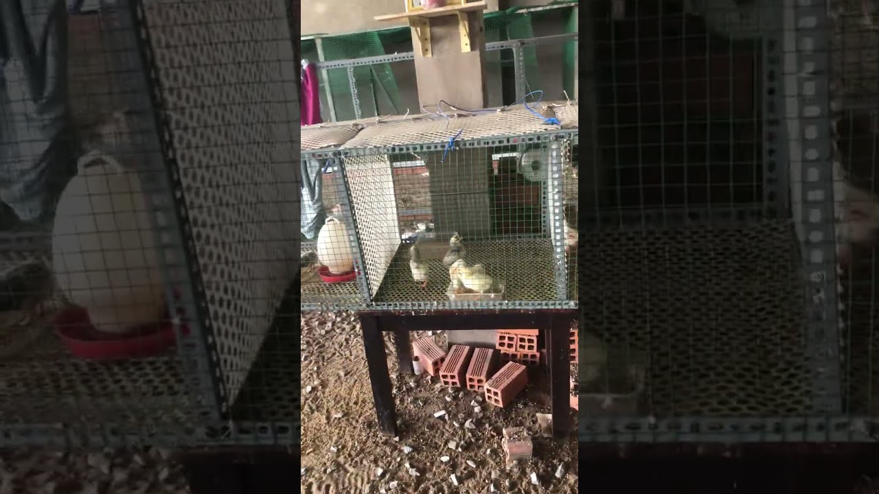 ngày 13 tháng 2, 2026