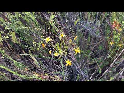 Βίντεο: Bloomeria Golden Stars: Native Growing Golden Stars Πληροφορίες φυτών
