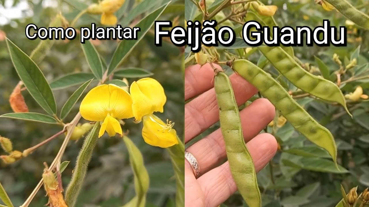 Guando Como Plantar Feijão Guandu Fácil e Simples Vídeo Completo - YouTube