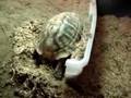 Covering The Nest (Hermann's Tortoise)