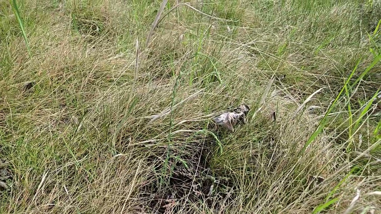 Wild Blue Flax (Linum lewisii) 1 year after growing and planting outdoors