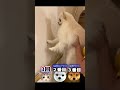 【短足子猫でも 頭がイイ と壁に手をつけれる？柴犬も挑戦！】Dogs and cats with their hands on the wall seem to be smart ＃Shorts