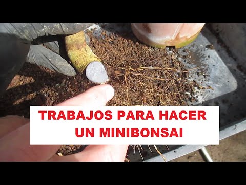 TRABAJOS PARA HACER MINIBONSAI DE UN CADUCO (FRESNO DE HOJA ESTRECHA O FRAXINUS ANGUSTIFOLIA)