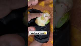 Feathered Play Time Will Melt Your Heart