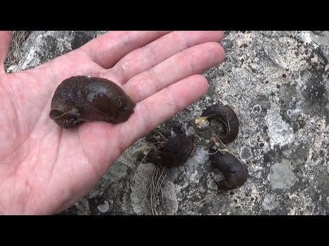 Red slug (Arion rufus). Huge, grotesque, and carnivorous. GONZALO.
