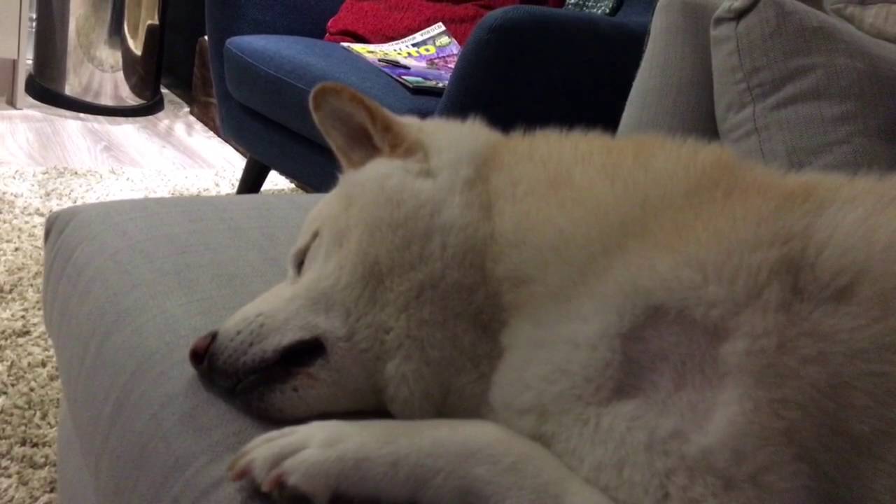 Longest Shiba Inu sleep barking ever! YouTube