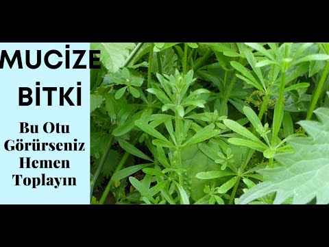 Video: Yaygın Yabani Otlar - Her zamanki Bahçe Yatağı Yabani Otları Nelerdir?