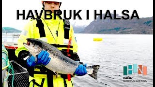 Havbruket i Halsa