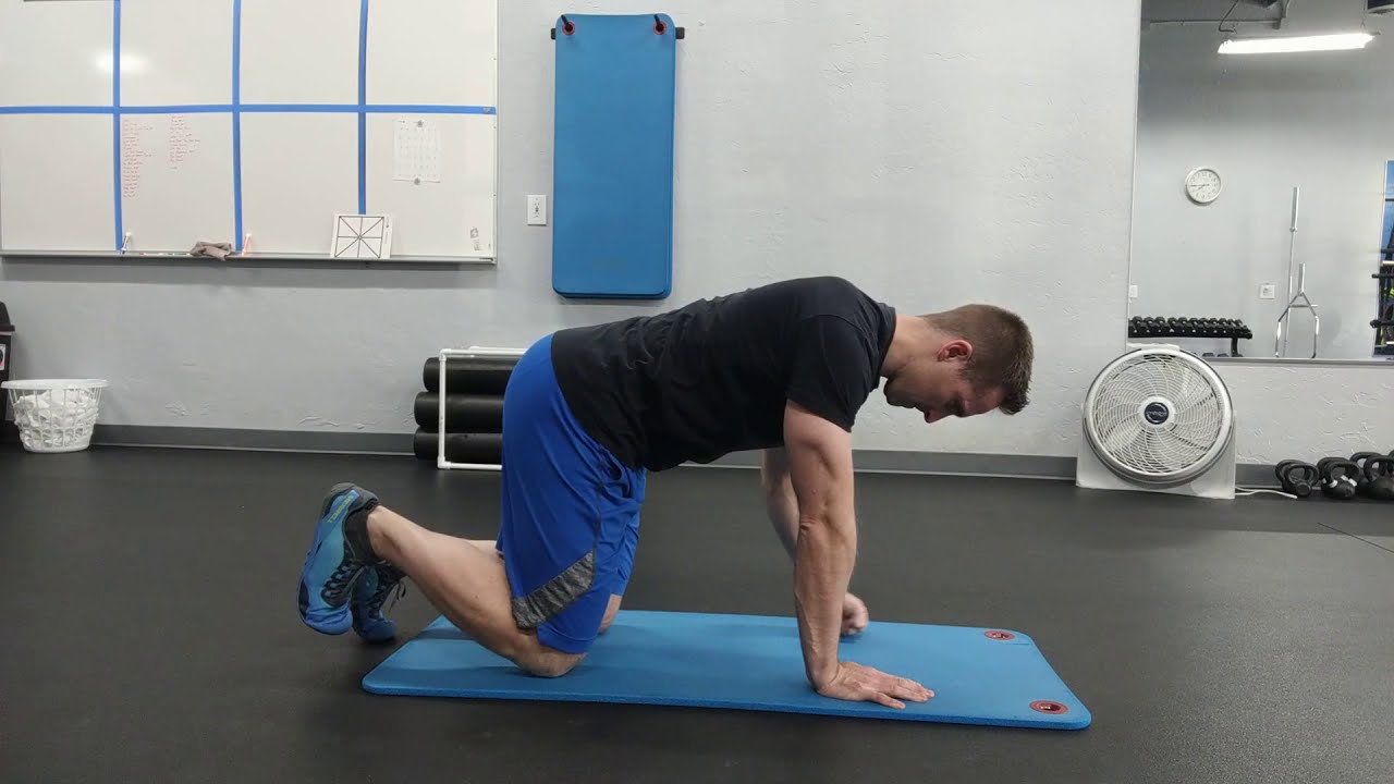 Bird dog holds YouTube