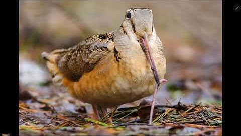 Part 2 Timberdoodle song