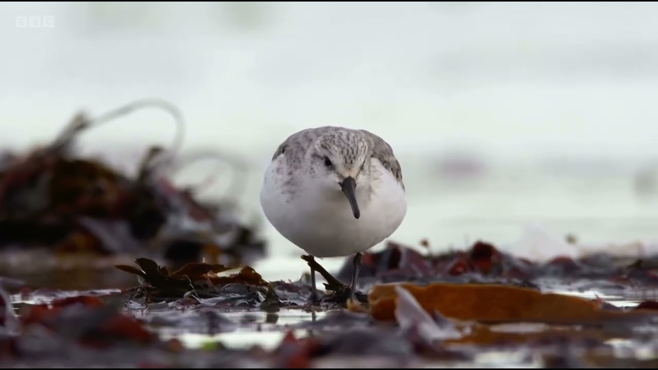 Mindful Moment 'Shoreline' | Winterwatch 2025