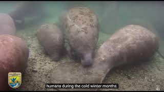 USFWS Manatee Manners: Photographers and Videographers (English)