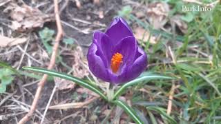 В Краснодаре цветет шафран (Crocus)