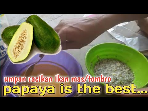 024 Rahasia Alami Asam Amino Umpan Ikan Mas Tombro Youtube<script async src=