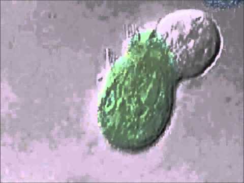 diabetes-live-through-a-electron-microscope-the-cd8-double-negative-natural-killer-t-cell