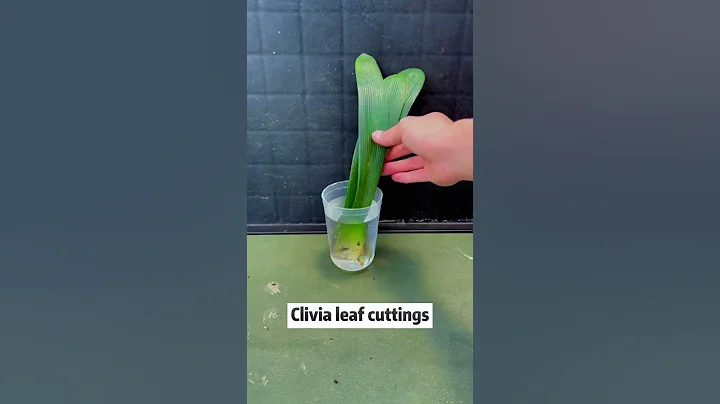 Clivia leaf cuttings #clivia #leaf #leave #cutting #foryou #grafting #grow #plants #plantsoftiktok - DayDayNews