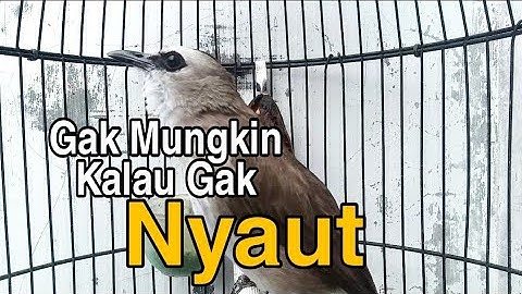 semua jenis trucukan manapun di jamin langsung NYAUT dengar pancingan TRUCUKAN GACOR ini
