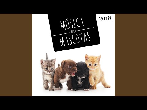 Video: Por Qué Debería Probar La Musicoterapia Para Sus Mascotas