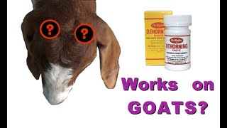 Paste Dehorner Update  GOATS