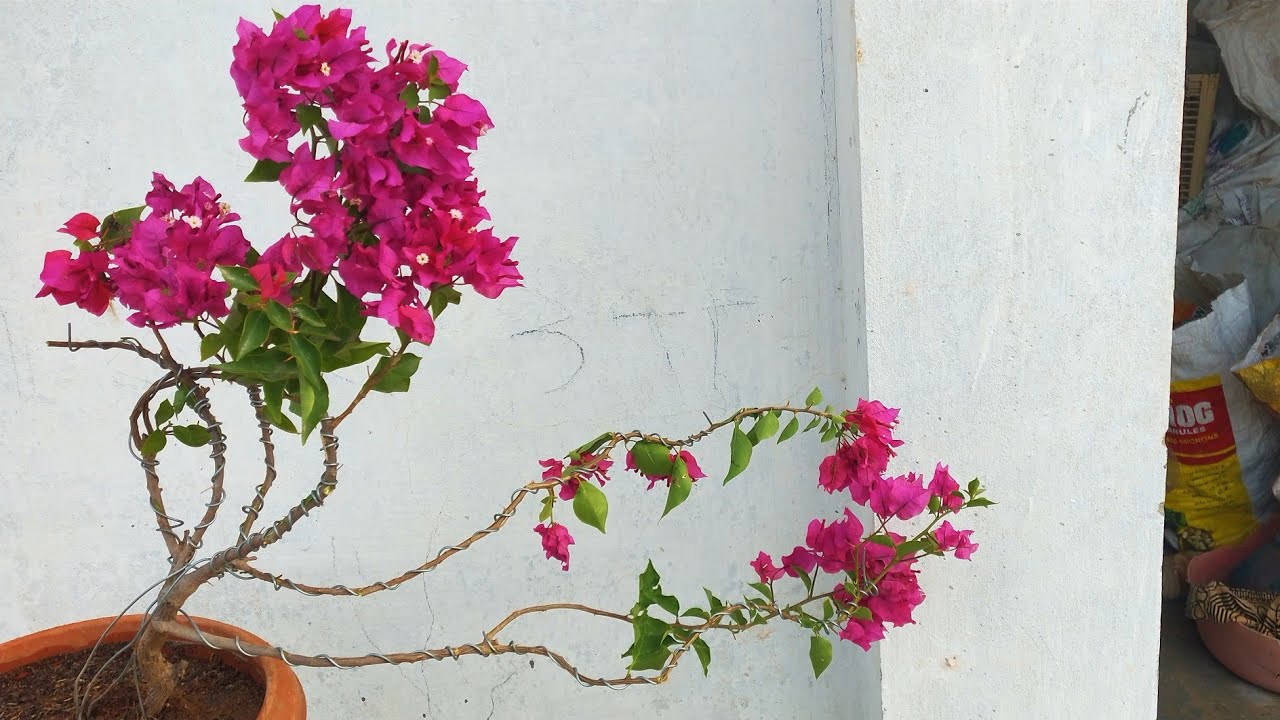 Part 1 Bougainvillea bonsai Tree Tutorial cascade stylebonsai Tree