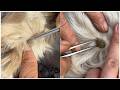 Animal Rescue: Removing Harmful Ticks From Dog Skin