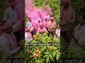 Happy Holi celebration in farmer's #smartfarming #Lemon #Taiwan pink guava call 9236914147