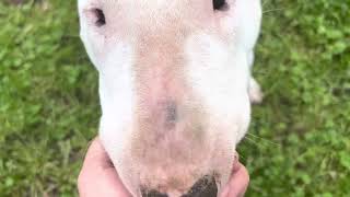 Eli Makes Pond Into Kennel