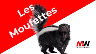 Exterminateur De Moufettes Capture Sécuritaire Et Sans Odeur