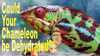 Is Fogging Better Than Misting for Our Chameleons? by TikisGeckos 437 views 2 months ago 5 minutes, 41 seconds