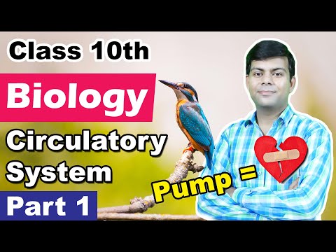 Circulatory System Part