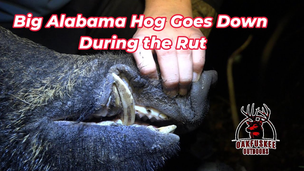 Big Hog Goes Down during the Alabama Rut - YouTube