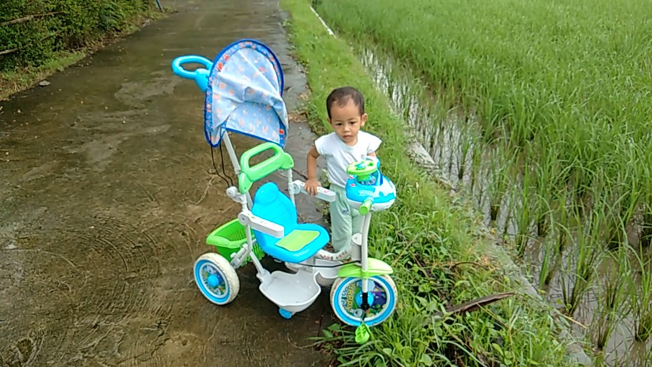 Burung Bangau Putih Di Pematang Sawah Ditunggu Terbang Gak