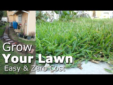 Video: How To Plant A Lawn: With Or Without A Grate