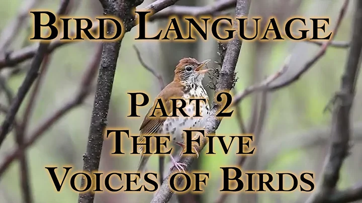 Bird Language with Clint Corley and Michael Ismeri...