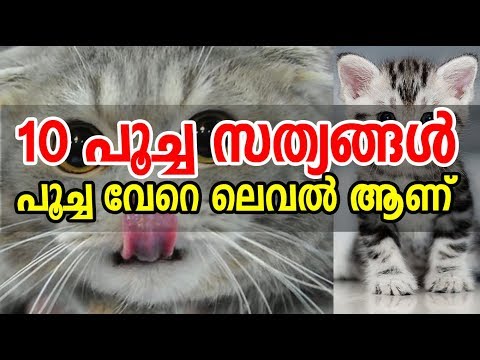 Top 10 facts about Cat | 10 പൂച്ച സത്യങ്ങള്‍