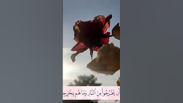 سورة المائدة  أرکان سلمان- اية #أرکان_سلمان#آل_عمران