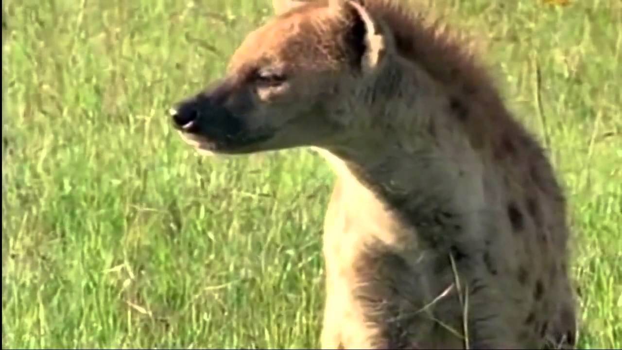 Видео голос животных. Видео голос животных