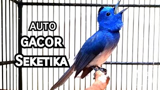 Kehicap Ranting/Slendang Biru Gacor Cocok Untuk Masteran Burung Anda