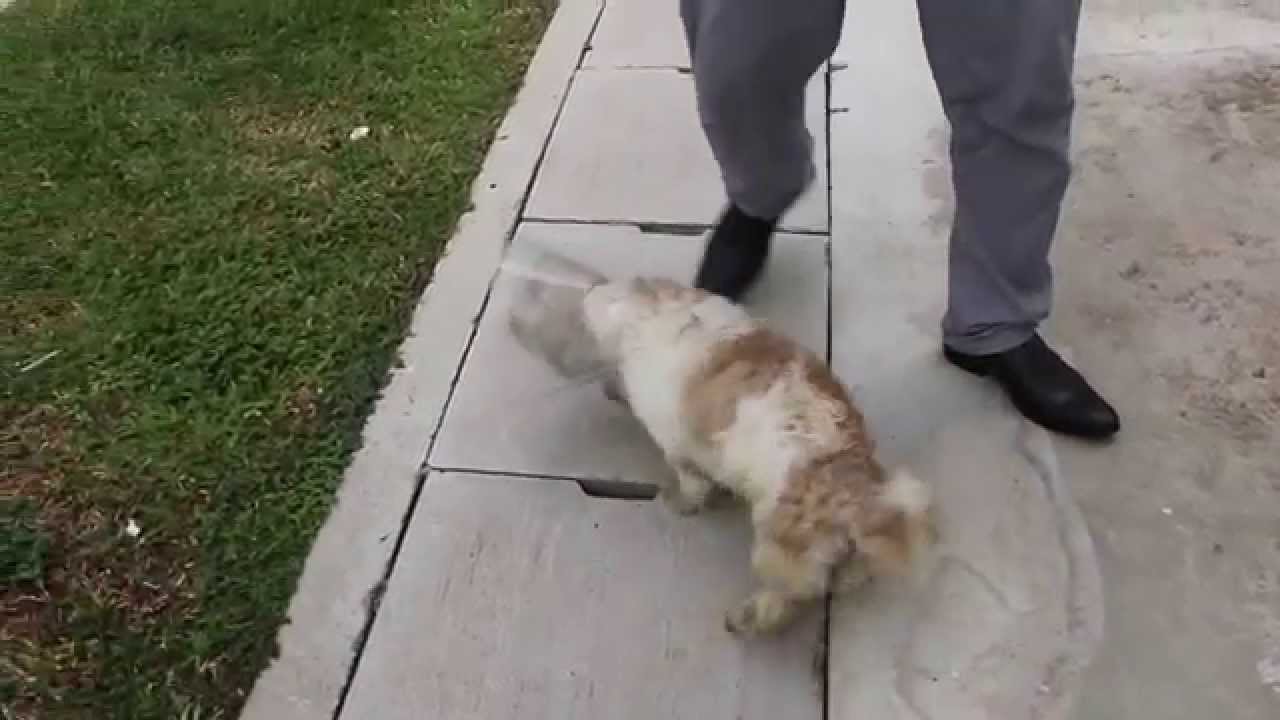 Dribbling urine for over 1 year post operation YouTube