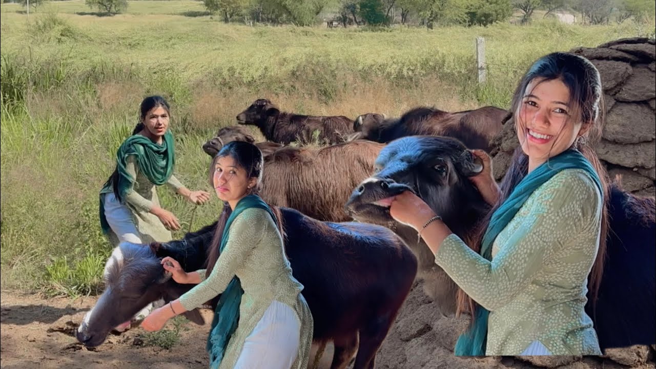 भैंसो ने किया बहुत ज़्यादा परेशान 😟 || Manvi Singh Vlogs || 2025