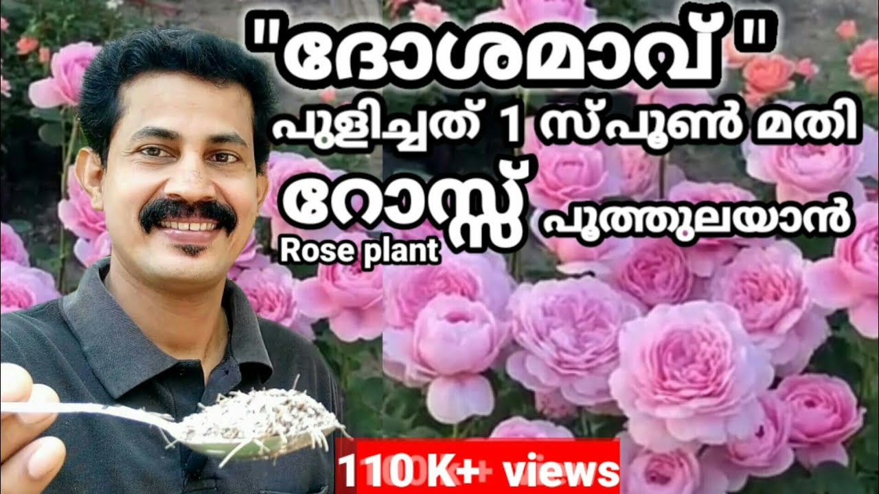 All plants increase Tip/ദോശമാവ് 1സ്പൂൺ മതി പൂക്കാത്ത ഏതു ച്ചെടിയും പൂത്തുതിമിർക്കാൻ B tech MIXMEDIA
