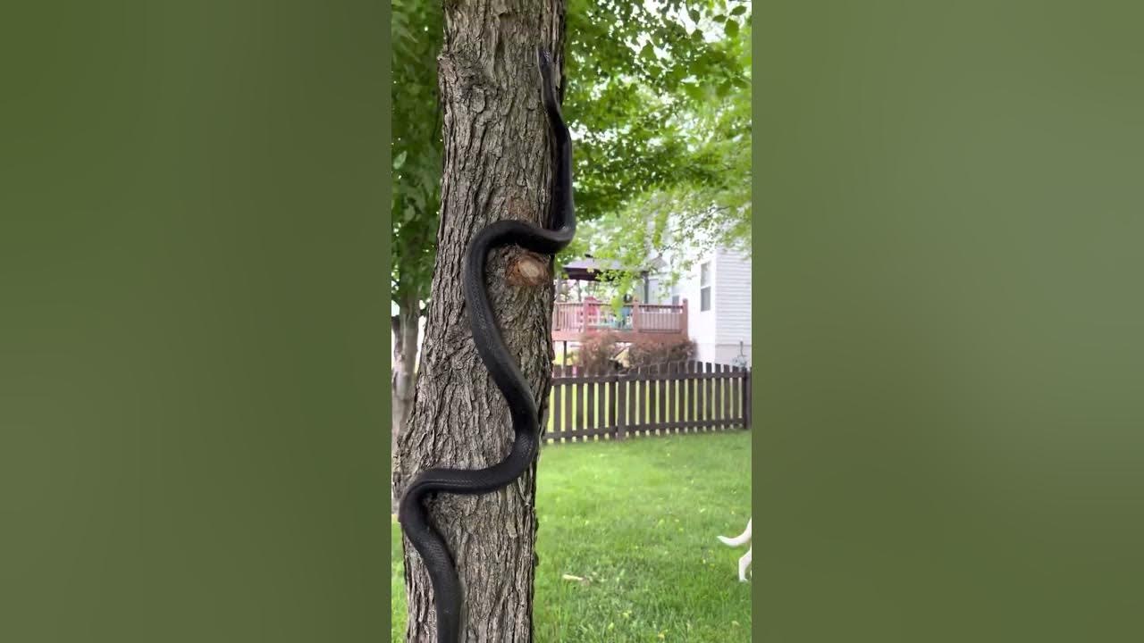 Black snake climbing a tree YouTube