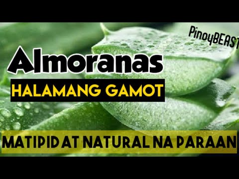 ALMORANAS | Halamang gamot sa almoranas - YouTube
