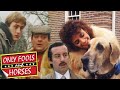 Boycie's Dangerous Dog Doesn't Like Rodney | Only Fools and Horses | BBC Comedy Greats