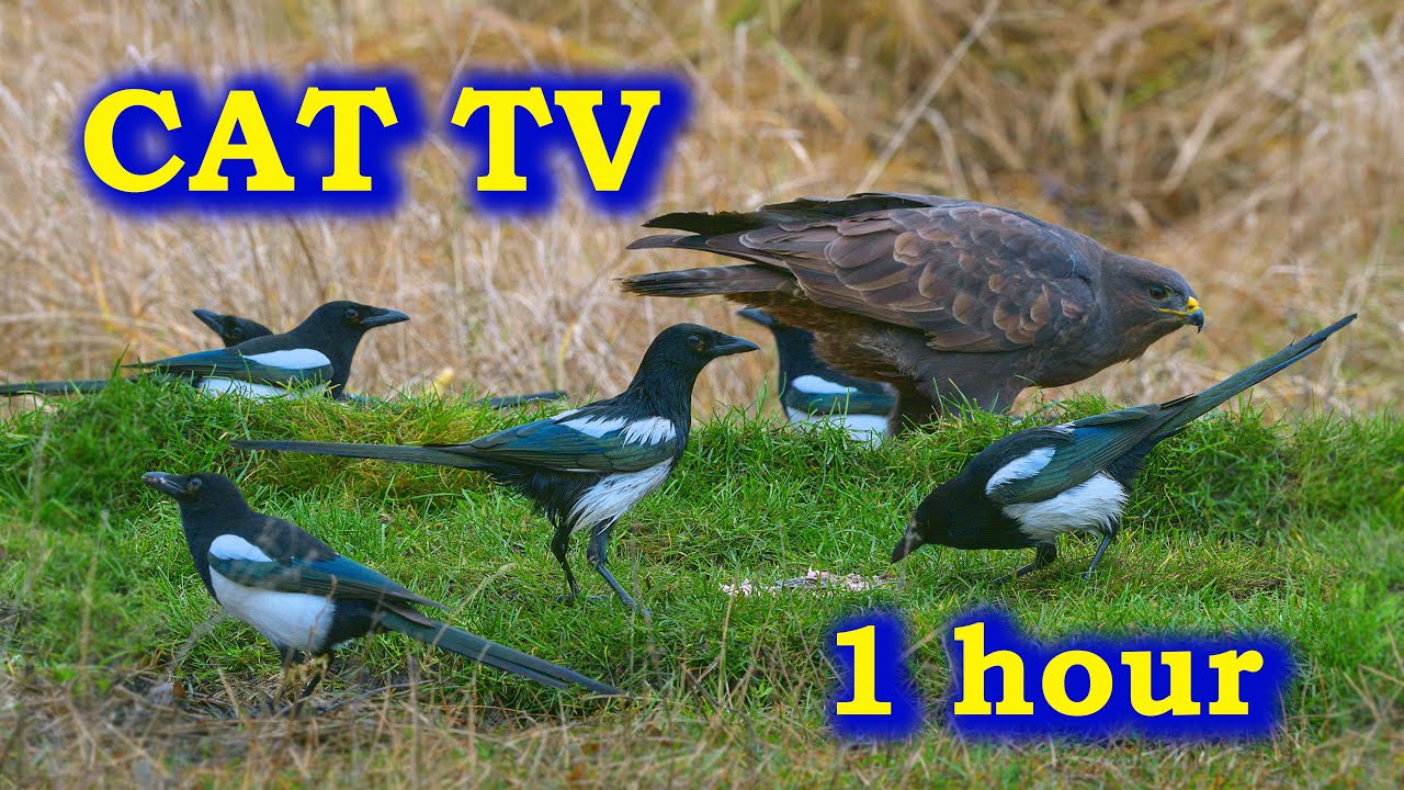 CAT TV/ 1 hour 4k video for CATs   Відео для КОТІВ  Сороки і канюк