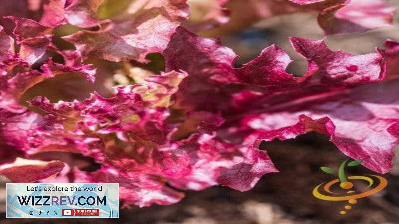 Lettuce Lollo Rossa – Seeds Review