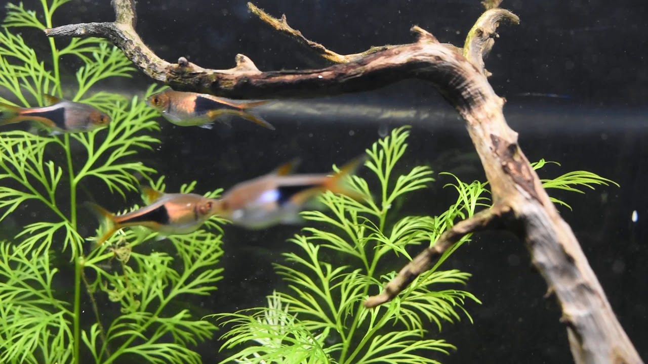 Rasbora Harlequin Laying eggs YouTube